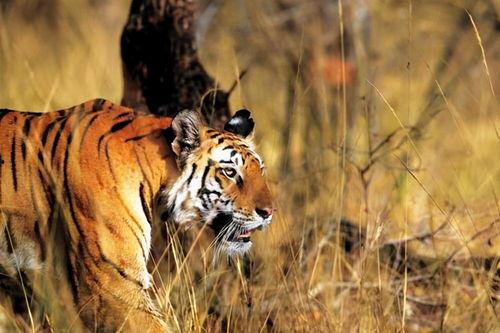 老虎吃人完整视频,揭秘老虎吃人事件全程纪实