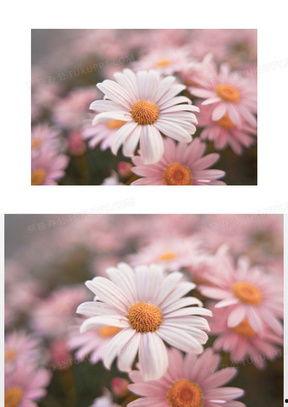 雏菊高清在线播放,高清在线播放，重温经典爱情故事