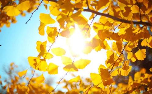 日本  天国的树,探寻日本天国树的神秘传说与自然之美