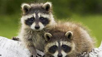 动画片浣熊日本,穿越奇幻国度的冒险之旅