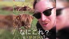 日本搞笑神曲,揭秘日本搞笑神曲背后的疯狂魅力